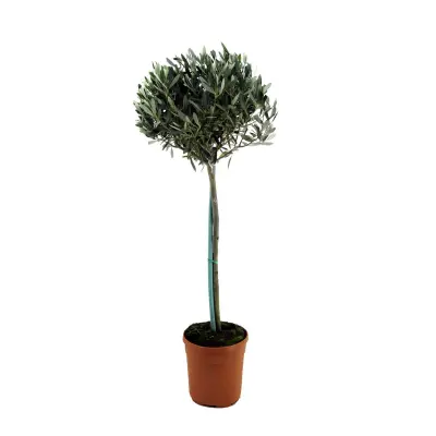 Oljka - Olea europaea - Višina 155-170cm - ⌀19cm
