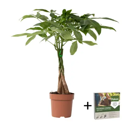 Vodna pahira - Pachira aquatica - Višina 60-70cm - ⌀17cm