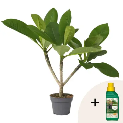 Plumerija + rastlinska hrana - Plumeria rubra - Višina 45-55cm - ⌀17cm