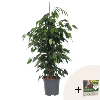 Fikus benjamin - Ficus benjamina 'Danielle' - Višina 100-110cm - ⌀21cm