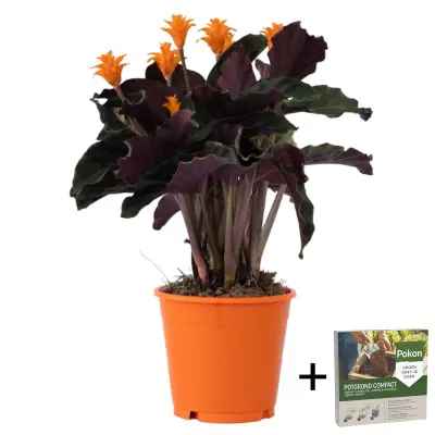 Kalateja - Calathea crocata 'Tassmania' - Višina 40-50cm - ⌀14cm