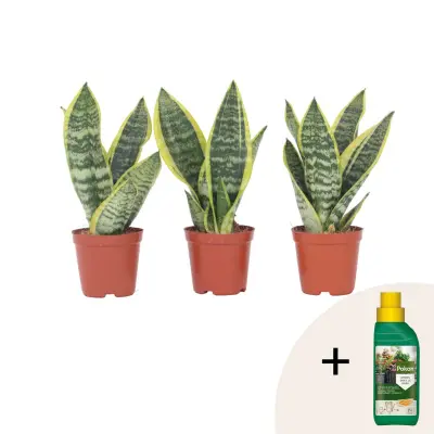 Taščin jezik - 3 kos - Sansevieria trifasciata Superba - Višina 35-40cm - ⌀12cm