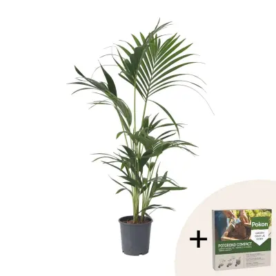 Kentia - Howea forsteriana - Višina 90-100cm - ⌀18cm