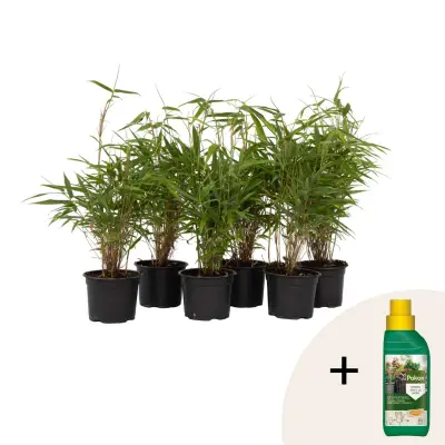 Bambus & Prehrana rastlin - 6 kos - Fargesia rufa - Višina 25-40cm - ⌀13cm