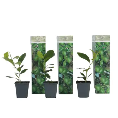 Limonovo drevo - 3 kosi - Citrus limon - Višina 25-40cm - ⌀9cm