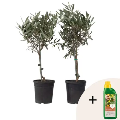Oljka - 2 kos - Olea europaea - Višina 50-60cm - ⌀14cm