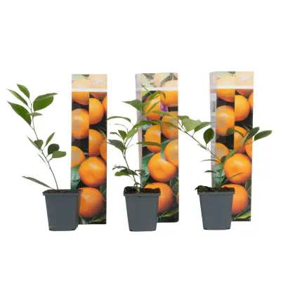 Pomarančevo drevo - 3 kosi - Citrus mitis Calamondin - Višina 25-40cm - ⌀9cm
