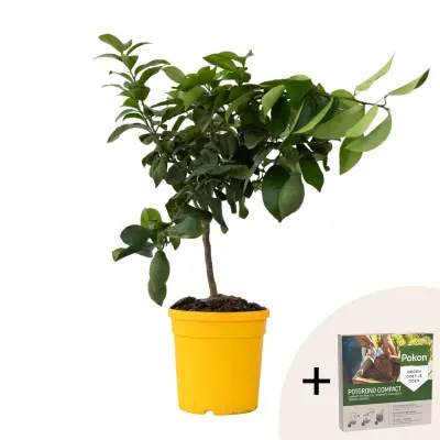 Limona - Citrus limon - Višina 60-70cm - ⌀19cm