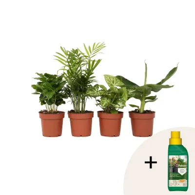 Lepe sobne rastline - 4 kos - Višina 25-40cm - ⌀12cm
