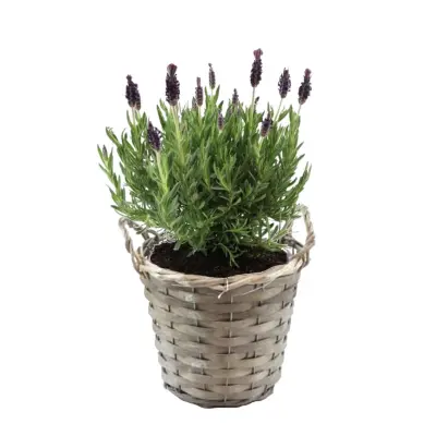 Lavendin - Lavandula stoechas 'Anouk' - Višina 25-35cm - ⌀15cm