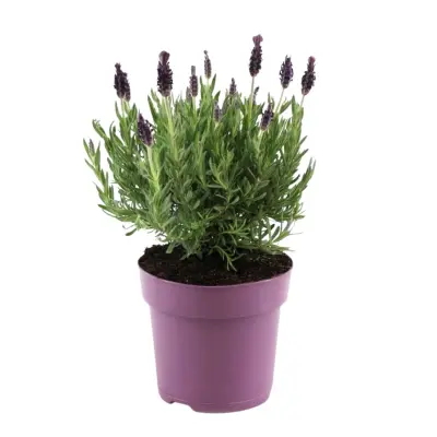 Lavendin - Lavandula stoechas 'Anouk' - Višina 25-35cm - ⌀15cm