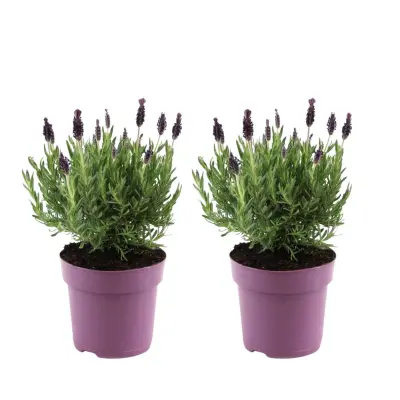 Lavendin - 2 kos - Lavandula stoechas 'Anouk' - Višina 25-35cm - ⌀15cm