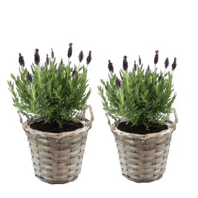 Lavendin - 2 kos - Lavandula stoechas 'Anouk' - Višina 25-35cm - ⌀15cm