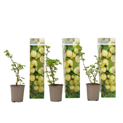Kosmulja - 3 kosi - Ribes uva- crispa - Višina 25-40cm - ⌀9cm
