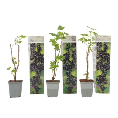 Črni ribez - 3 kosi - Ribes Nigrum - Višina 25-40cm - ⌀9cm