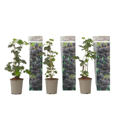 Robida - 3 kosi - Rubus Thornless - Višina 25-40cm - ⌀9cm