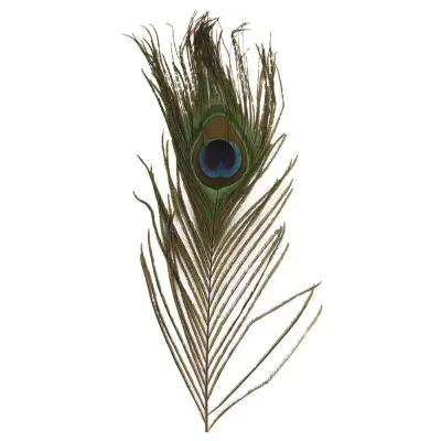 Pavje perje, 25 cm, 25 cm, 3 kom.