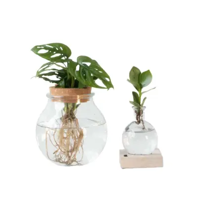Mešanica rastlin v steklu - Set 2 - Clusia, Monstera - Višina 15-35cm - ⌀20cm