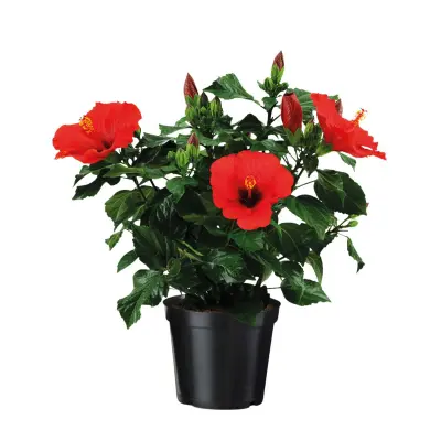 Kitajski hibisk - Hibiscus rosa-sinensis - Višina 40-50cm - ø17cm