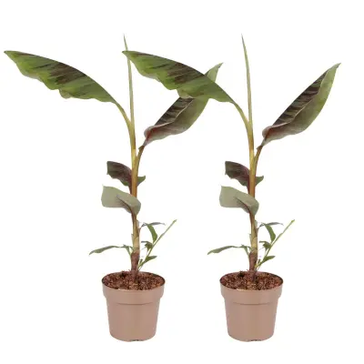 Rdeča bananina rastlina - Set 2 - Ensete ventricosum - Višina 55-70cm - ⌀21cm