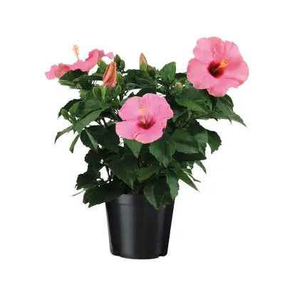 Kitajska vrtnica - Hibiscus rosa-sinensis - Rožnata - Višina 40-50cm - ⌀17cm