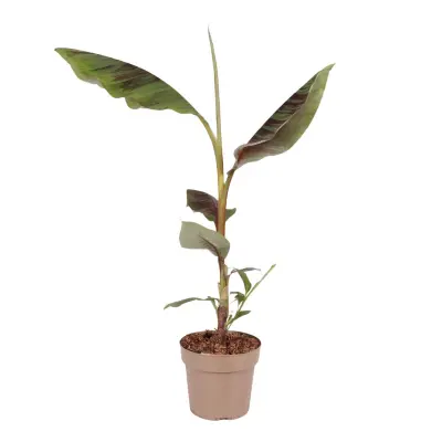 Rdeča bananina rastlina - Ensete ventricosum - Višina 55-70cm - ⌀21cm