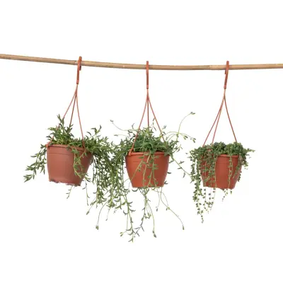 Biserična vrsta - Set 3 - Senecio - ø 12cm