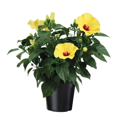 Kitajska hibiska rumena - Hibiscus rosa-sinensis - Višina 40-50cm - ø17cm