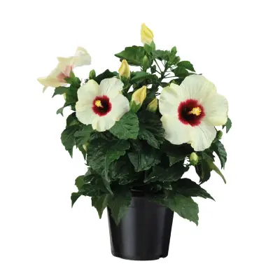 Kitajski hibiskus - Hibiscus rosa-sinensis - Višina 40-50cm - ø17cm