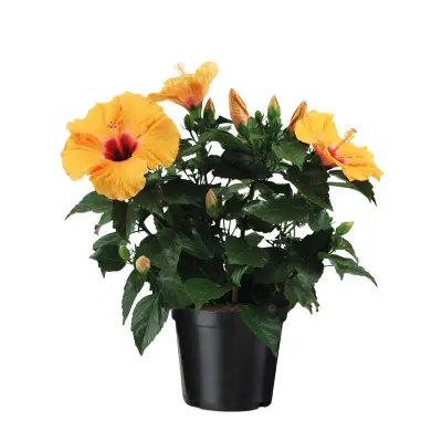 Kitajska vrtnica - Hibiscus rosa-sinensis - Oranžna - Višina 40-50cm - ⌀17cm