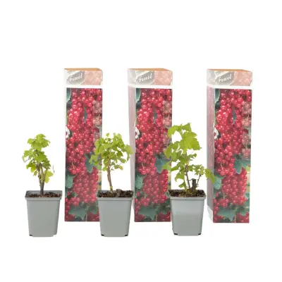 Rdeči ribez - 3 kosi - Ribes rubrum - Višina 25-40cm - ⌀9cm