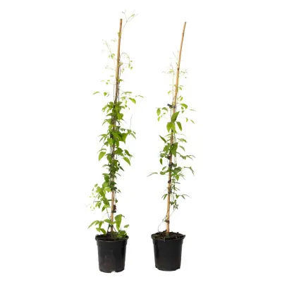 Srobot - 2 ks - Clematis 'Hagley Hybrid' - Višina 100-120cm - ⌀17cm