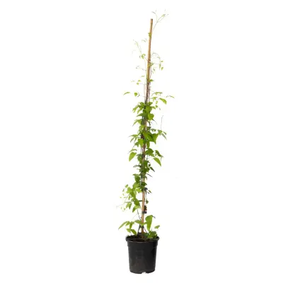 Srobot - Clematis 'The President' - Višina 100-120cm - ⌀17cm