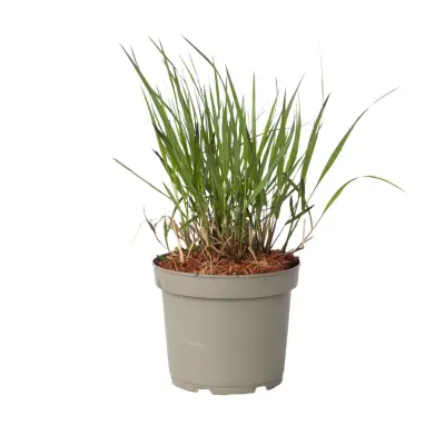 Vingergras - Panicum Virgatum 'Squaw' - Višina 40-60cm - ⌀23cm