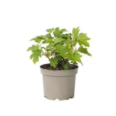 Hortenzija - Hydrangea paniculata 'Toy Soldier' - Višina 25-40cm - ⌀19cm