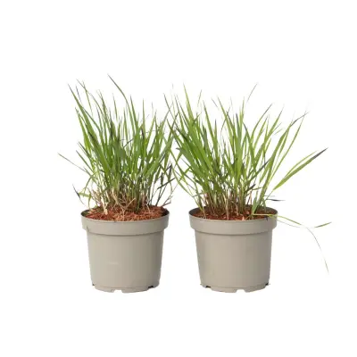 Vingergras - 2 ks - Panicum Virgatum 'Squaw' - Višina 40-60cm - ⌀23cm