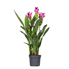 Siamski tulipan - Curcuma 'Siam Splash' - Rožnata - Viš. 40-60cm - ⌀13cm