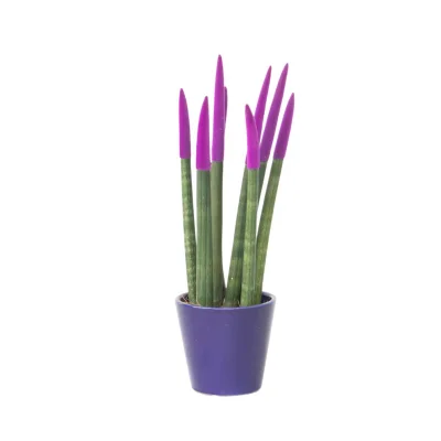 Taščin jezik - Sansevieria cylindrica - Višina 20-40cm - ⌀9cm