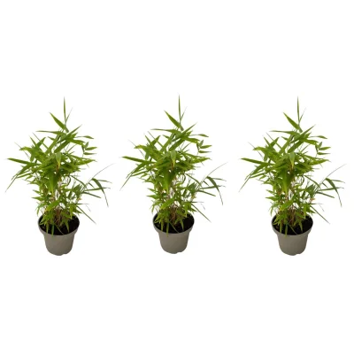 Bambus - 3 kosi - Fargesia nitida 'Black Dragon' - Višina 25-40cm - ⌀14cm