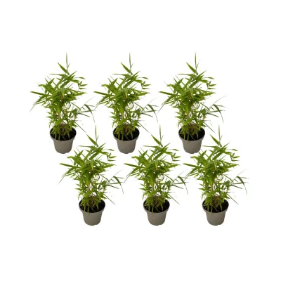 Bambus - 6 kosi - Fargesia nitida 'Black Dragon' - Višina 25-40cm - ⌀14cm