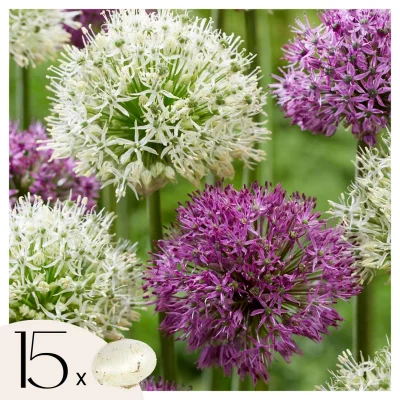 Luk - 15 kos - Allium 'Purple, 'White' - Cvetne čebulice - Vijolična