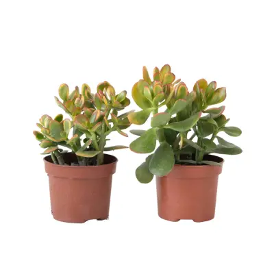 Okroglolistna tolstolistnica - Set 2 - Crassula Sunset - Višina 15-20cm - ⌀12cm