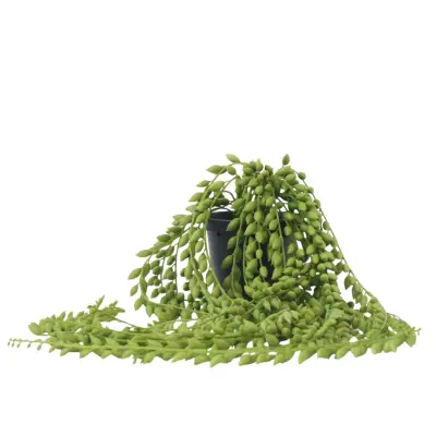 Umetna senecio - višina 90cm
