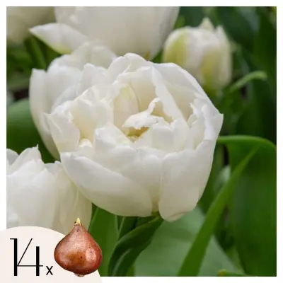 Tulipani čebulice - 14 kos - Tulipa 'Mondial' - Cvetne čebulice