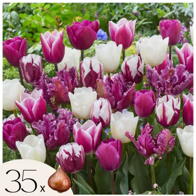 Tulipani čebulice - 35 kos - Tulipa 'Pastel' - Cvetne čebulice