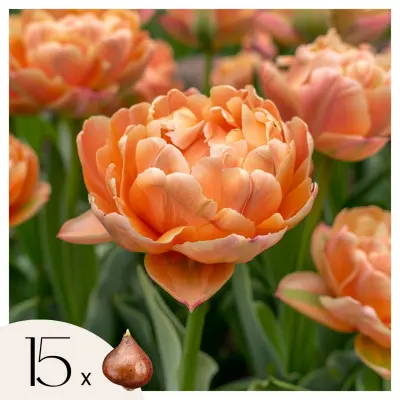 Tulipani čebulice - 15 kos - Tulipa 'Copper Image' - Cvetne čebulice