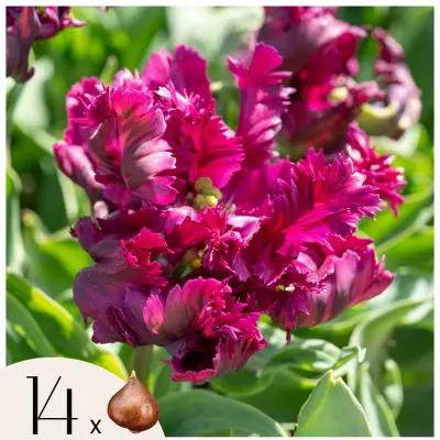 Tulipani čebulice - 14 kos - Tulipa Parrot Negrita - Cvetne čebulice - Vijolična