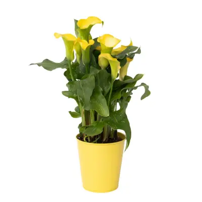 Kala 'Zara' - Aronova palica - Rumena - Višina 30-40cm - ⌀12cm