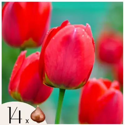 Tulipani čebulice - 14 kos - Tulipa 'Red Impression' - Cvetne čebulice - Rdeča