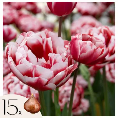 Tulipani čebulice - 15 kos - Tulipa 'Drumline' - Cvetne čebulice - Roza
